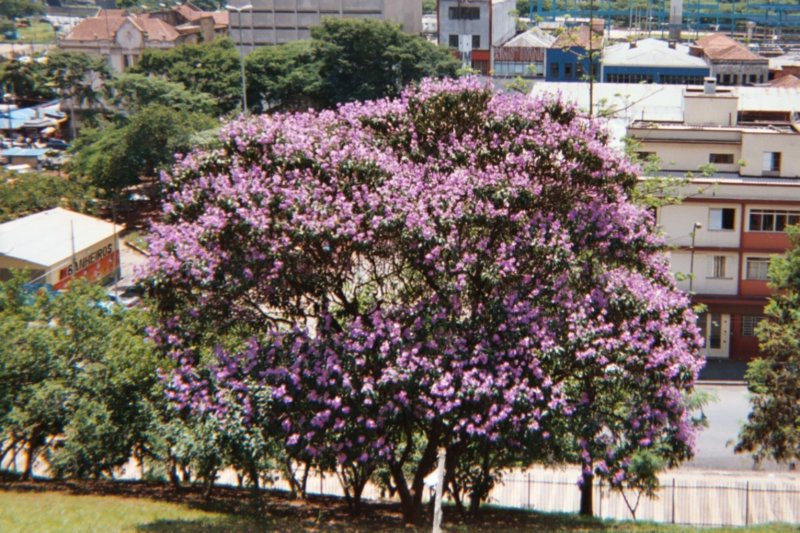 2003 Feb - May Sao Paulo Brasil 0023 febmaysaopaulobrasil0023.jpg