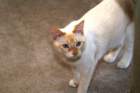 novthanksgivingatkristinas00009_small.jpg