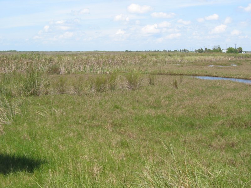 038 Alligator Alley 014 alligatoralley014.jpg