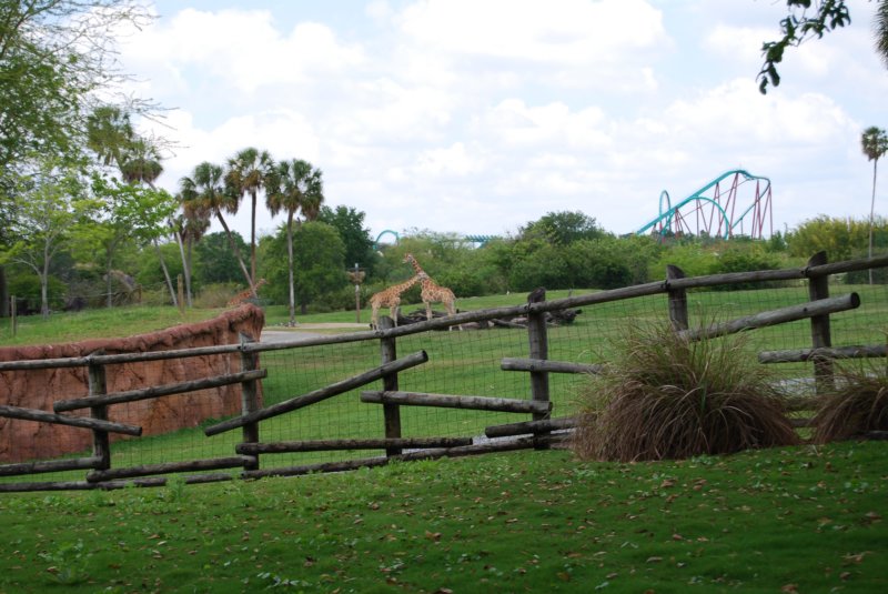 240 Busch Gardens 038 buschgardens038.jpg