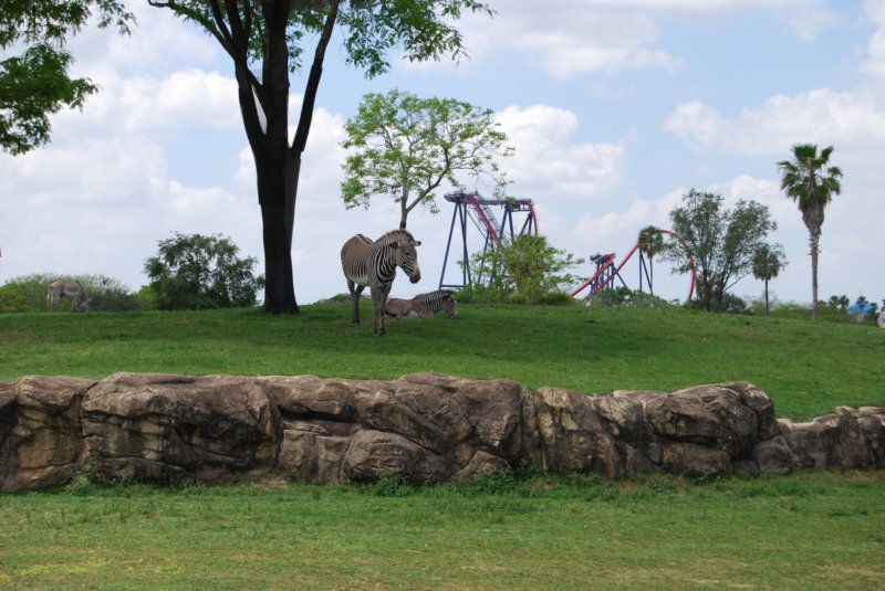 243 Busch Gardens 041 buschgardens041.jpg