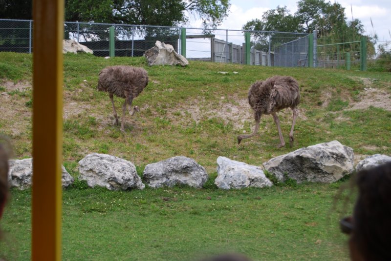 256 Busch Gardens 054 buschgardens054.jpg