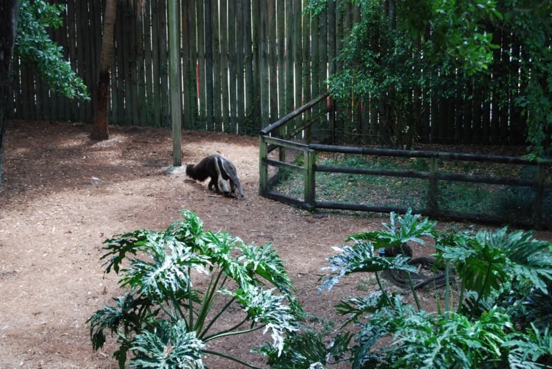 258 Busch Gardens 056 buschgardens056.jpg