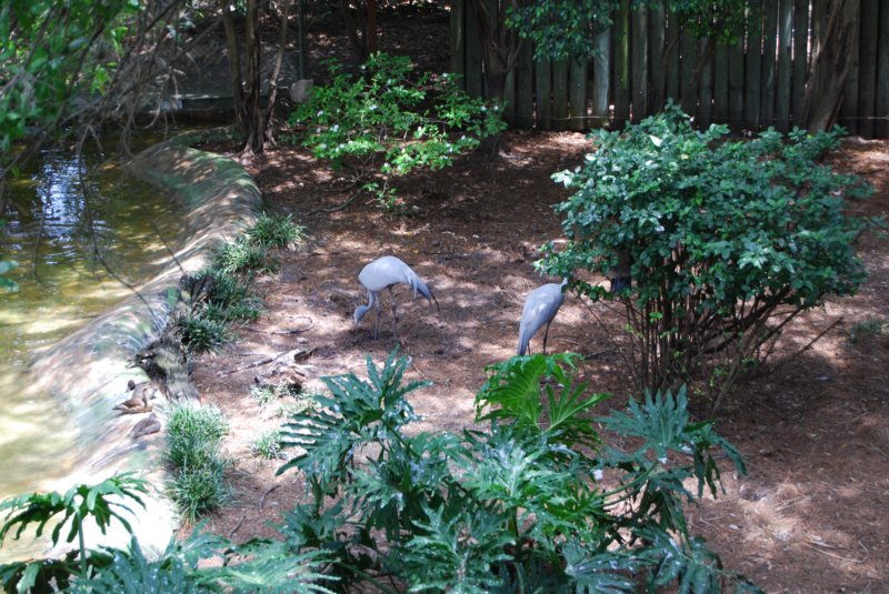 260 Busch Gardens 058 buschgardens058.jpg