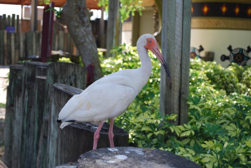298 Busch Gardens 096 buschgardens096.jpg