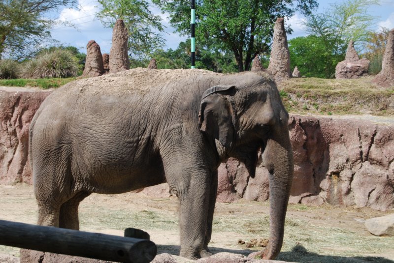 302 Busch Gardens 100 buschgardens100.jpg