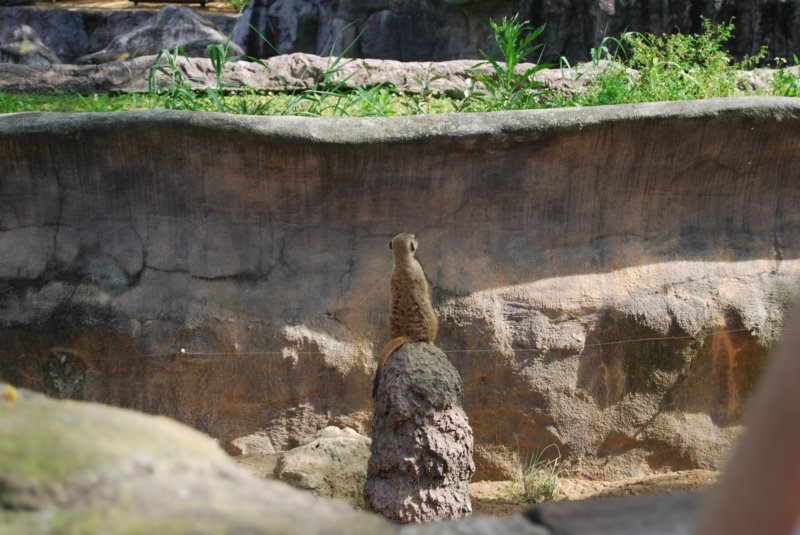 314 Busch Gardens 112 buschgardens112.jpg