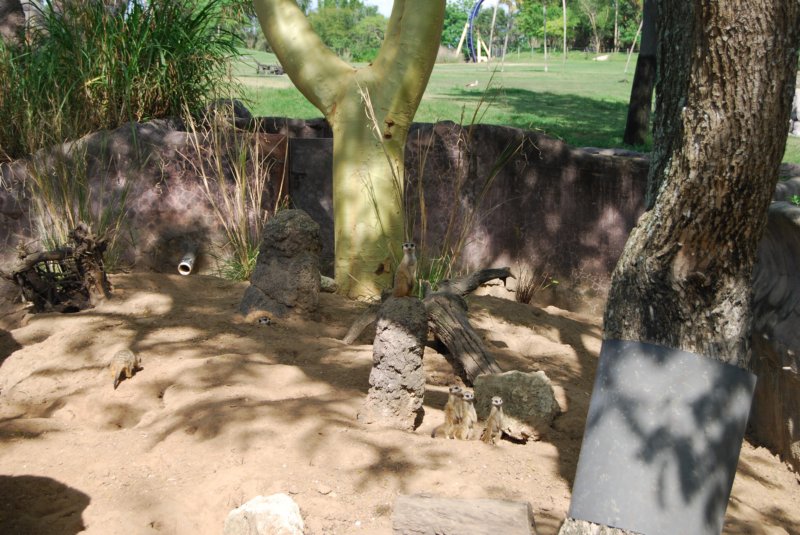 317 Busch Gardens 115 buschgardens115.jpg