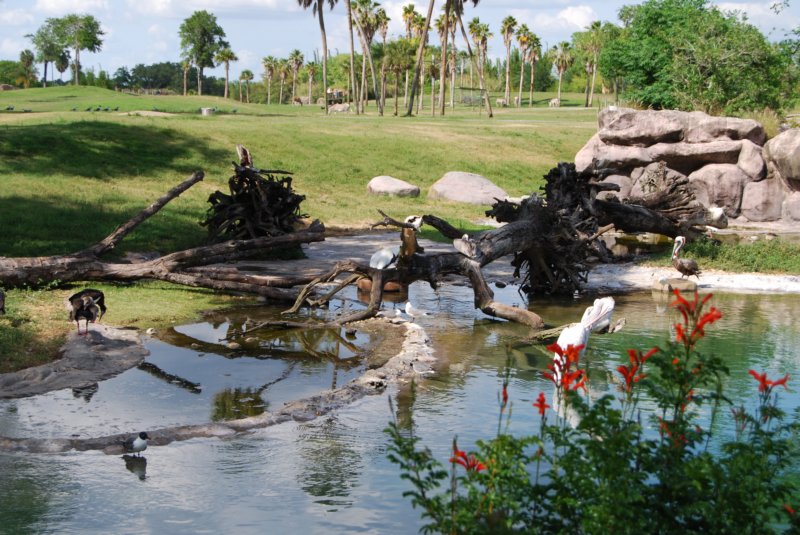 318 Busch Gardens 116 buschgardens116.jpg