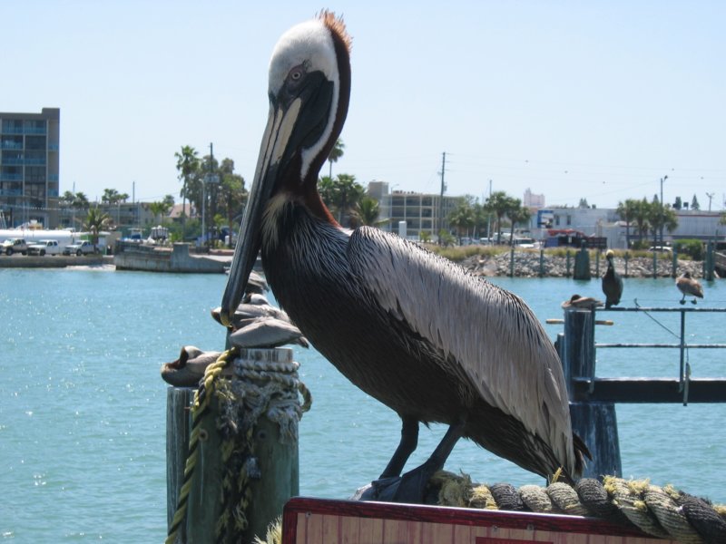 045 Johns Pass 002 johnspass002.jpg