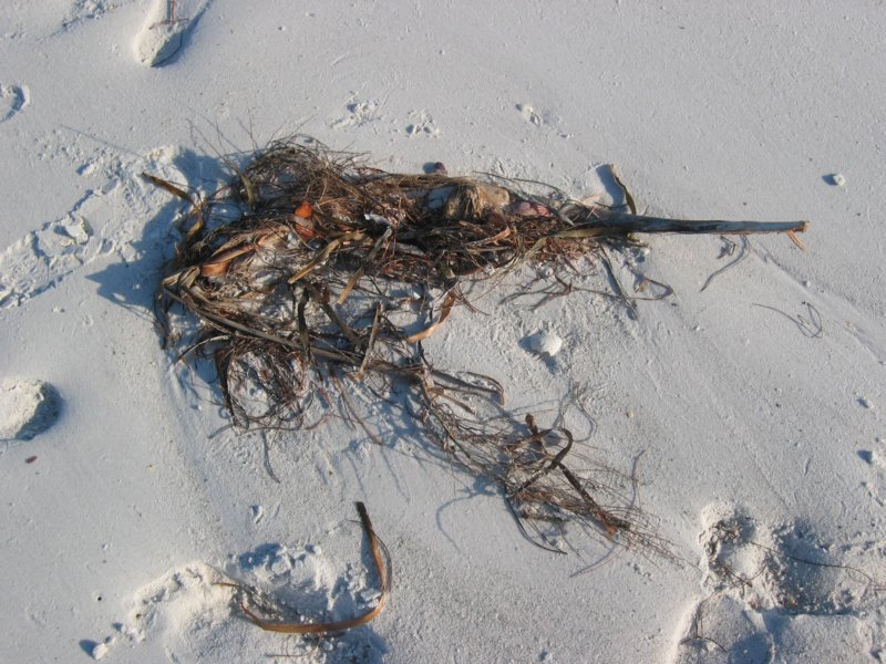 466 Shell Island 011 shellisland011.jpg