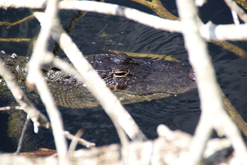 242 Alligator Alley Day 12-11 alligatoralleyday1211.jpg