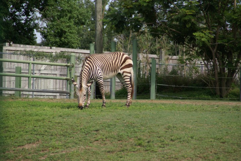 066 Busch Gardens Day 6-20 buschgardensday620.jpg