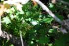 dsc00160_small.jpg