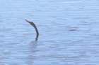 dsc00165_small.jpg