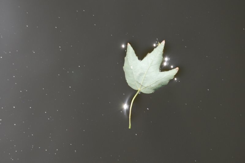 dsc00174.jpg