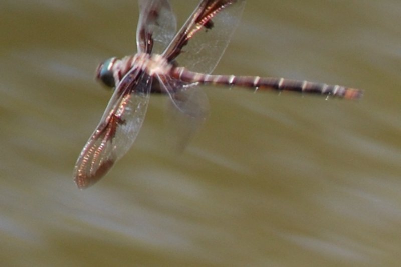 dsc00184.jpg