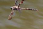 dsc00184_small.jpg