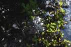 dsc00209_small.jpg