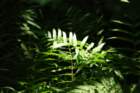 dsc00219_small.jpg
