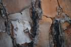 dsc00275_small.jpg