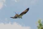 dsc00297_small.jpg