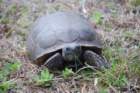dsc00316_small.jpg