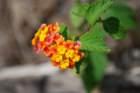 dsc00323_small.jpg