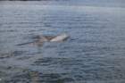 dsc00457_small.jpg