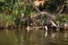 dsc00490_small.jpg