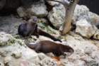 dsc00586_small.jpg