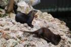 dsc00590_small.jpg