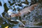 dsc00595_small.jpg