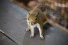 dsc00599_small.jpg