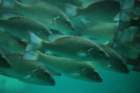 dsc00609_small.jpg