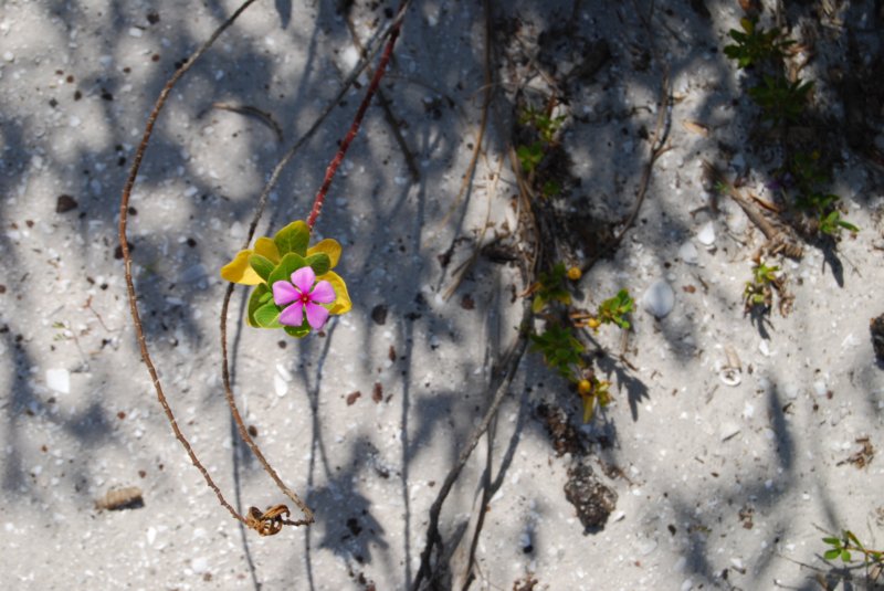 dsc00629.jpg