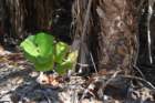 dsc00630_small.jpg