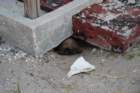 dsc00635_small.jpg