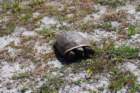 dsc00638_small.jpg
