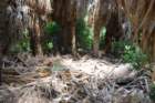 dsc00640_small.jpg