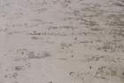 dsc00676_small.jpg