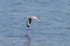 dsc00703_small.jpg