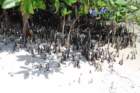 dsc00713_small.jpg