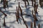 dsc00715_small.jpg
