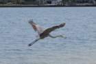 dsc00723_small.jpg