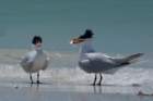 dsc02463_small.jpg
