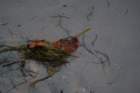 dsc02803_small.jpg