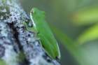 dsc03192greentreefroghylacinerea_small.jpg