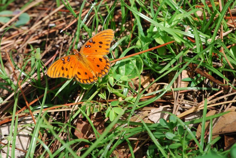 DSC_2758 dsc_2758.jpg