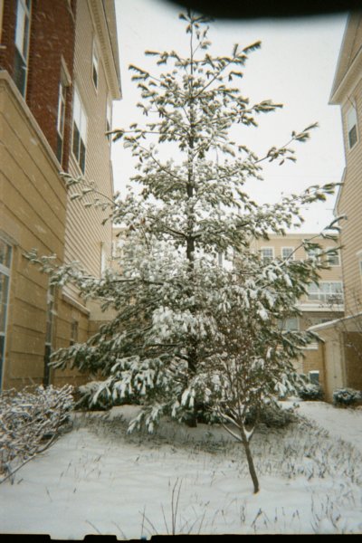 declouiseatchristmasinflva004.jpg